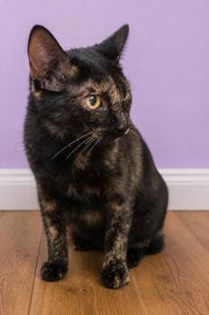 Domestic Short Hair Cats Available for Adoption in West Memphis, Arkansas - Lydia | PetCurious