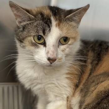 Gale -  Domestic Short Hair Cat for Adoption in Matteson, Illinois - Gale | PetCurious