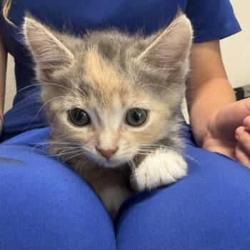 Viola -  Domestic Short Hair and Domestic Medium Hair Cat for Adoption in Englewood, Florida - Viola | PetCurious