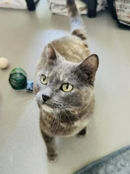 Domestic Medium Hair Cats Available for Adoption in Healdsburg, California - Claire | PetCurious