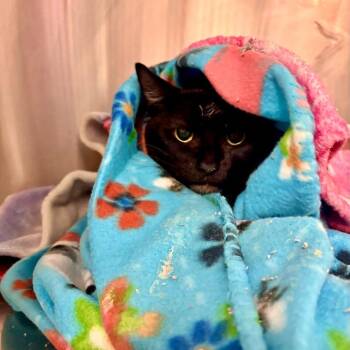 Mysterious *Meet me at Richfield Petsmart* -  Domestic Short Hair Cat for Adoption in Buffalo, Minnesota - Mysterious *Meet Me At Richfield Petsmart* | PetCurious