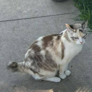 Mommaz -  Manx and Siamese Cat for Adoption in Granby, Missouri - Mommaz | PetCurious