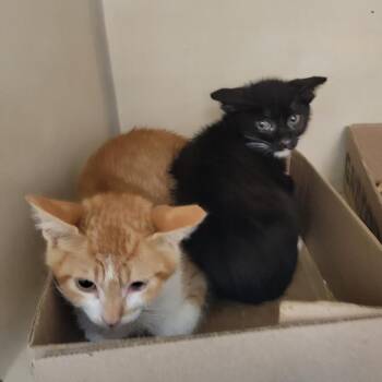 Pacific -  Domestic Short Hair Cat for Adoption in Westminster, California - Pacific | PetCurious