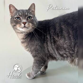 Rescue Domestic Short Hair Cats for Adoption in Youngwood, Pennsylvania - Petunia | PetCurious