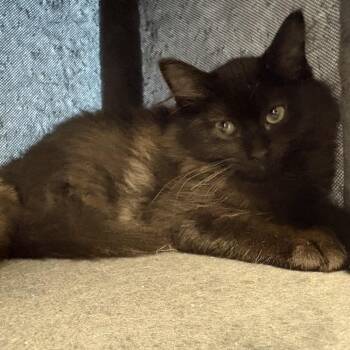 Swiper -  Domestic Medium Hair Cat for Adoption in Grantsville, Utah - Swiper | PetCurious