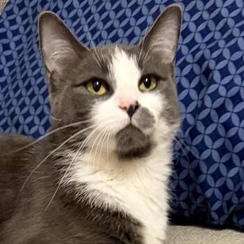 Silver -  Domestic Short Hair Cat for Adoption in San Diego, California - Silver | PetCurious