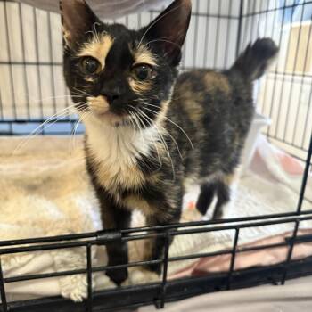 Rescue Domestic Short Hair Cats for Adoption in La Crescent, Minnesota - POPPIT | PetCurious