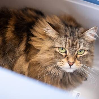 Eloise -  Domestic Long Hair Cat for Adoption in Saint Paul, Minnesota - Eloise | PetCurious