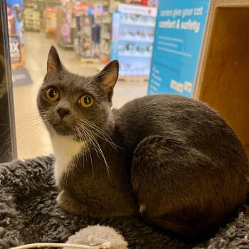 Domestic Short Hair Cats Available for Adoption - Shrimp | PetCurious