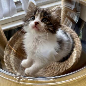 Domestic Medium Hair and Domestic Long Hair Cats Available for Adoption - Ravioli | PetCurious