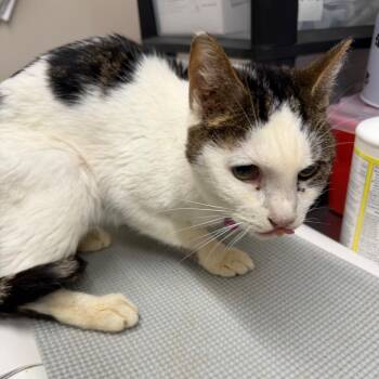 Patches -  Domestic Short Hair Cat for Adoption in Morganton, North Carolina - Patches | PetCurious