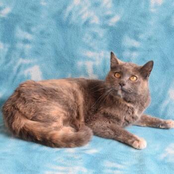 Napa -  Domestic Short Hair Cat for Adoption in Eureka, California - Napa | PetCurious