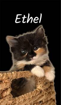 Ethel -  Domestic Medium Hair Cat for Adoption in Auburn, California - Ethel | PetCurious