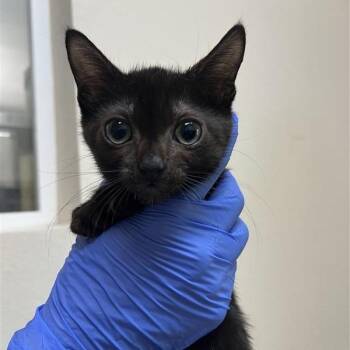 Cutie -  Domestic Short Hair Cat for Adoption in Kanab, Utah - Cutie | PetCurious