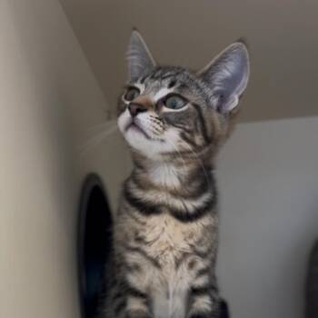 Domestic Short Hair Cats Available for Adoption in Marysville, Ohio - Alice | PetCurious