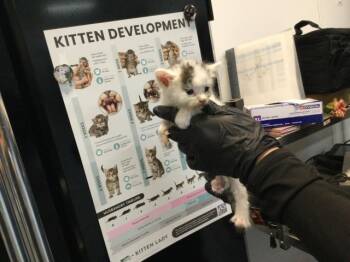 A1938902 -  Domestic Medium Hair Cat for Adoption in Thousand Palms, California - A1938902 | PetCurious
