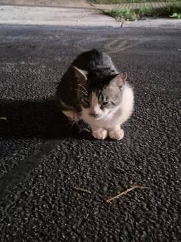 Domestic Short Hair Cats Available for Adoption in San Antonio, Texas - OAKLY | PetCurious