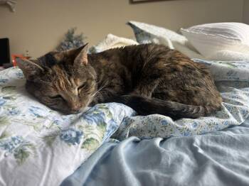 Tabby Cats Available for Adoption - Basil | PetCurious