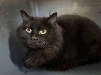 Domestic Long Hair Cats Available for Adoption in Columbia, South Carolina - Bat Woman | PetCurious