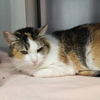 Big Patty -  Domestic Short Hair Cat for Adoption in Martinsville, Virginia - Big Patty | PetCurious