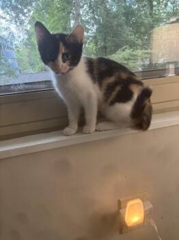 Gigi -  Calico Cat for Adoption in Lawrenceville, Georgia - Gigi | PetCurious