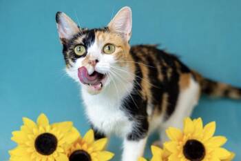 Sparkle -  Domestic Short Hair Cat for Adoption in North Babylon, New York - Sparkle | PetCurious