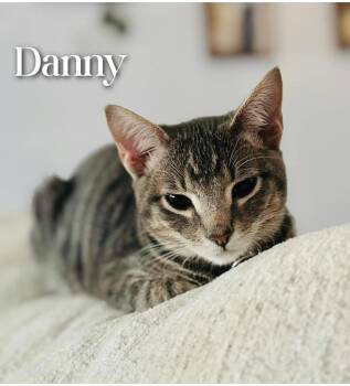 Domestic Short Hair Cats Available for Adoption - Danny | PetCurious