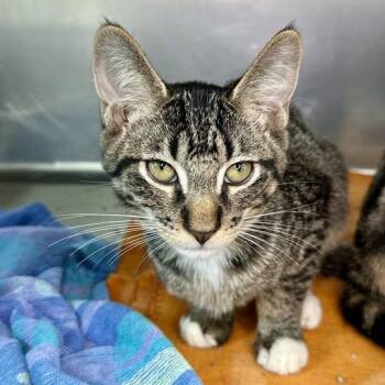Stingray -  Domestic Short Hair Cat for Adoption in Matteson, Illinois - Stingray | PetCurious