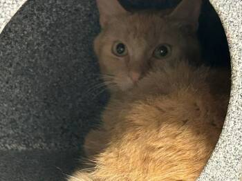 Domestic Short Hair Cats Available for Adoption in Tulsa, Oklahoma - GEORGE | PetCurious
