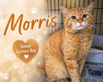 Tabby Cats Available for Adoption in Greenville, Delaware - Morris (FCID# 04/13/2026 - 36 Trainer) | PetCurious
