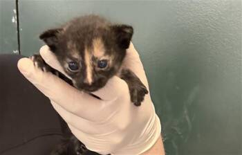 Domestic Short Hair Cats Available for Adoption in Thousand Palms, California - LUCE | PetCurious