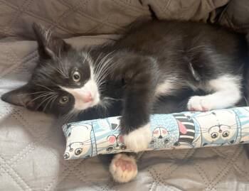 Domestic Short Hair Cats Available for Adoption in Ventura, California - Eddie | PetCurious