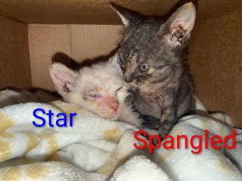 Spangled aka Cheesy Gordito -  Domestic Short Hair Cat for Adoption in New Braunfels, Texas - Spangled Aka Cheesy Gordito | PetCurious