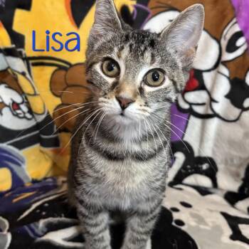 Lisa -  Domestic Short Hair Cat for Adoption in Parkersburg, West Virginia - Lisa | PetCurious