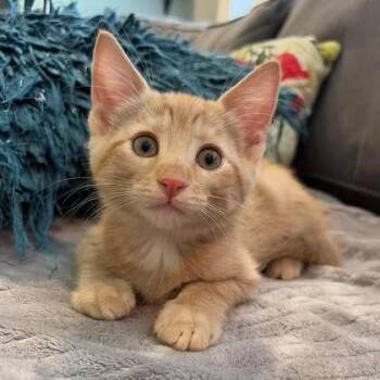 Tennessee -  Domestic Short Hair Cat for Adoption in Fairway, Kansas - Tennessee | PetCurious