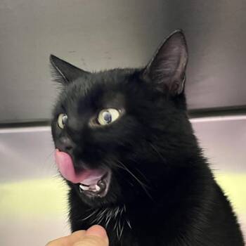 Nyxie -  Domestic Short Hair Cat for Adoption in Sioux City, Iowa - Nyxie | PetCurious