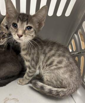 Pen 5 Caroline -  Domestic Short Hair Cat for Adoption in Lawrenceville, Georgia - Pen 5 Caroline | PetCurious