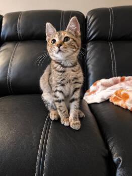 Mallory -  Tabby Cat for Adoption in Walnut Creek, California - Mallory | PetCurious