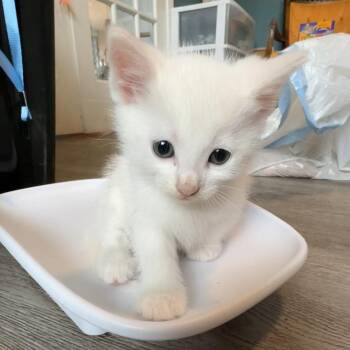 Dr. Peter Venkman -  Domestic Short Hair Cat for Adoption in Granville, Ohio - Dr. Peter Venkman | PetCurious