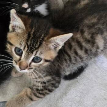 Pinto -  Domestic Medium Hair Cat for Adoption in Santa Rosa Beach, Florida - Pinto | PetCurious