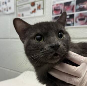 Girly -  Domestic Short Hair Cat for Adoption in Golden, Colorado - Girly | PetCurious