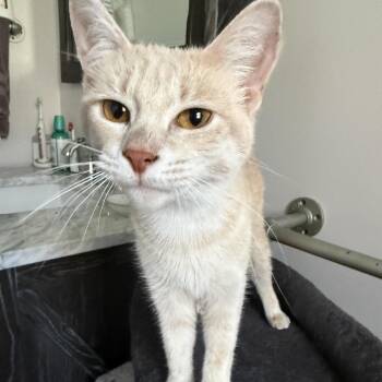 Ginger Honeywell 56275 -  Domestic Short Hair Cat for Adoption in Eaton Rapids, Michigan - Ginger Honeywell 56275 | PetCurious
