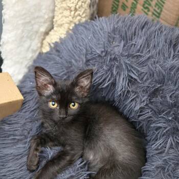 Cressida -  Domestic Long Hair Cat for Adoption in Philadelphia, Pennsylvania - Cressida | PetCurious