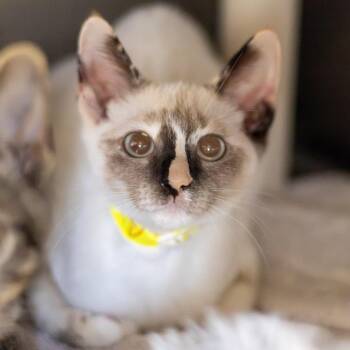 Gidget -  Siamese Cat for Adoption - Gidget | PetCurious