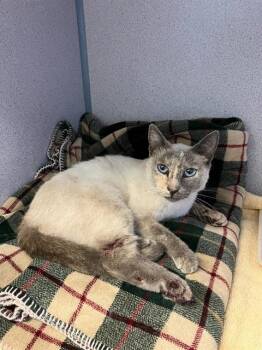 Domestic Short Hair Cats Available for Adoption in Camarillo, California - A881993 | PetCurious