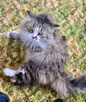Rescue Domestic Long Hair Cats for Adoption in Scranton, North Dakota - Mittens | PetCurious