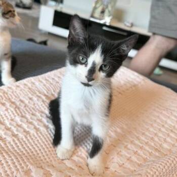 Splotch -  American Shorthair Cat for Adoption in New York, New York - Splotch | PetCurious