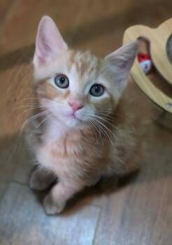 Plume -  Domestic Medium Hair Cat for Adoption in Terrebonne, Quebec - Plume | PetCurious