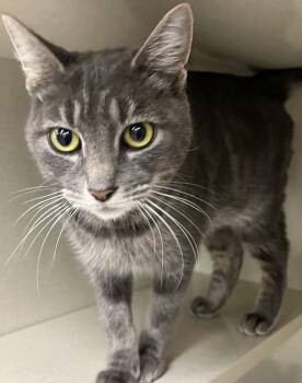 Rescue Tabby Cats for Adoption in Hood River, Oregon - Wendy | PetCurious