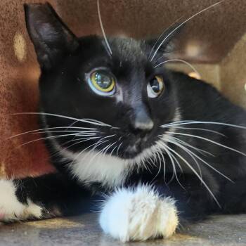 Magpie -  Domestic Short Hair Cat for Adoption in Talent, Oregon - Magpie | PetCurious